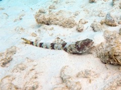 Inshore Lizardfish (9